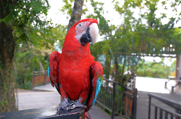海南呀诺达热带雨林文化旅,三亚诺达雨林旅游攻略