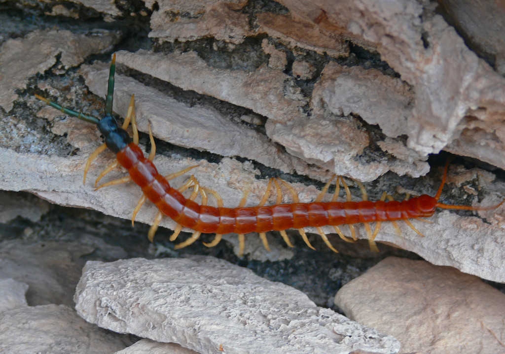 野生蜈蚣咬了怎么处理,农村蜈蚣不小心咬伤怎么办