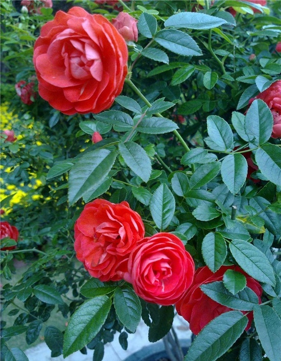 生活中常见的花语大全,生活中常见花卉花语