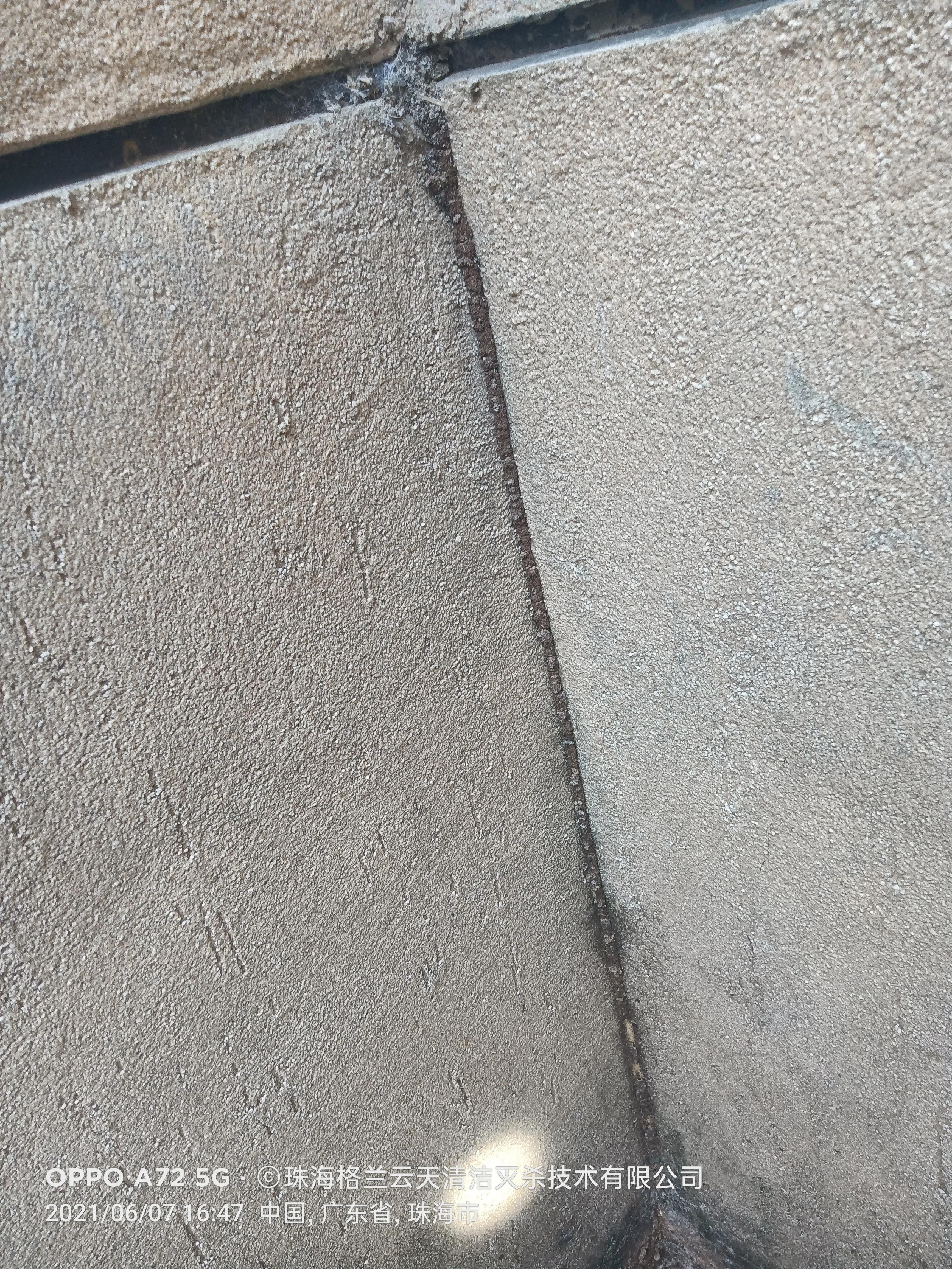 珠海白蚁防治公司现场灭杀白蚁,珠海白蚁防治