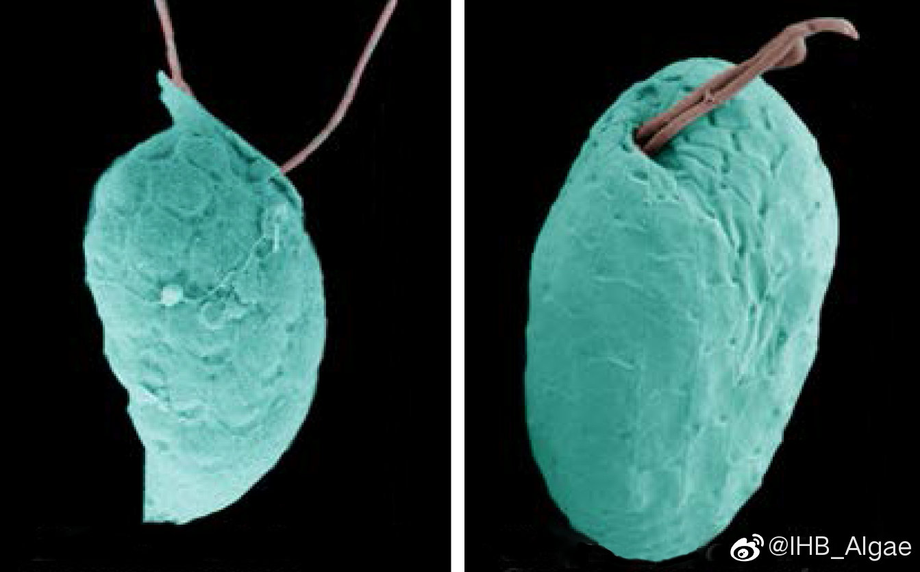 什么是藻类,什么是藻类图片