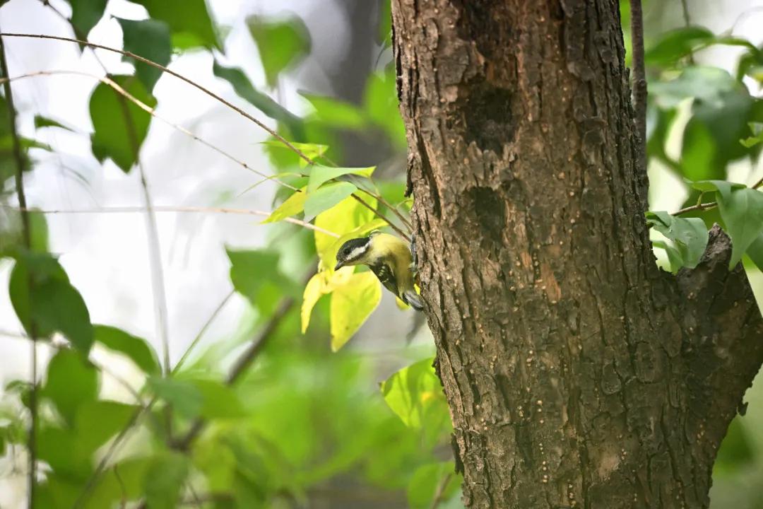 尼康无反相机z9价格,无机械快门相机