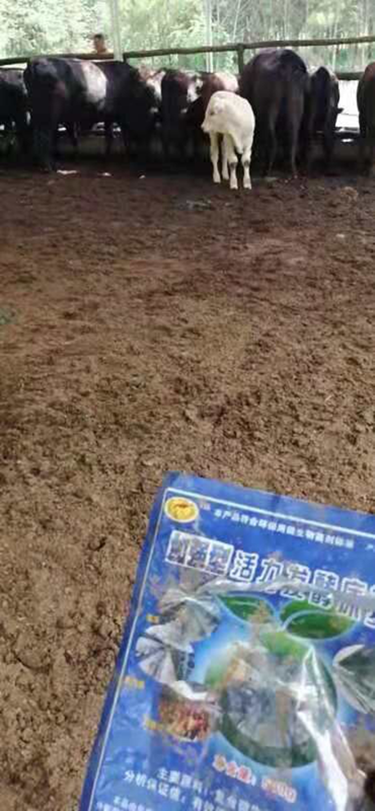 em菌原液的作用,em菌发酵剂养殖专用使用效果