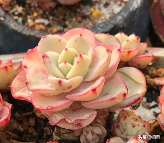 奶油黄桃怎么养出状态,奶油黄桃怎么单头变多头