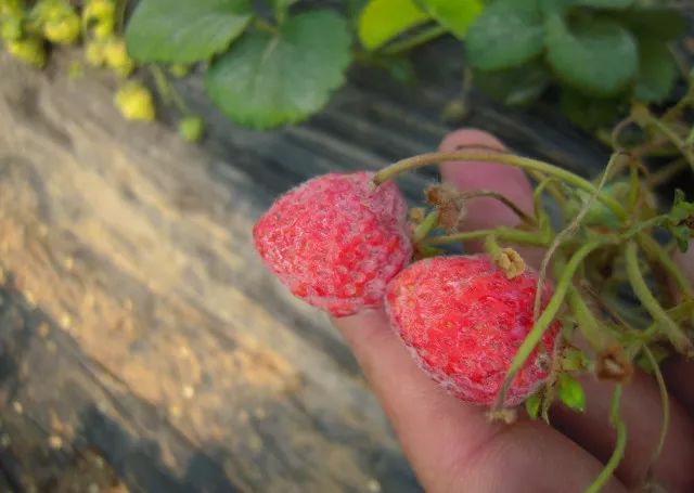 草莓叶片上一层白霉，低温寡照发生多，农民如何防治？