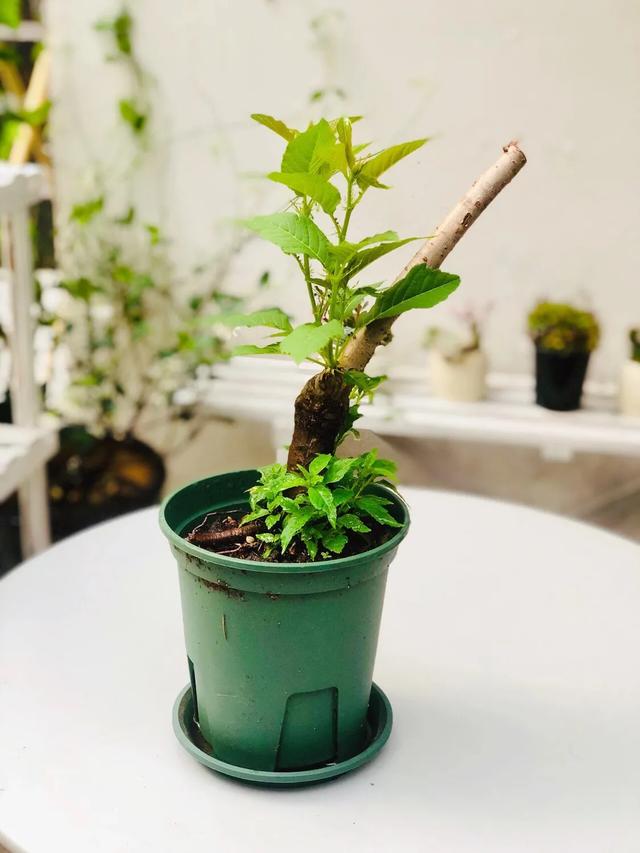 玫瑰花治疗抑郁症案例,园艺治疗成功案例