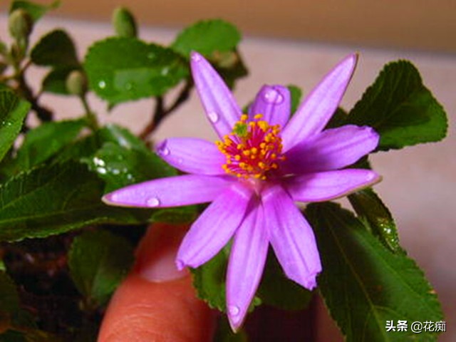 养不活睡莲,养不好花就种草