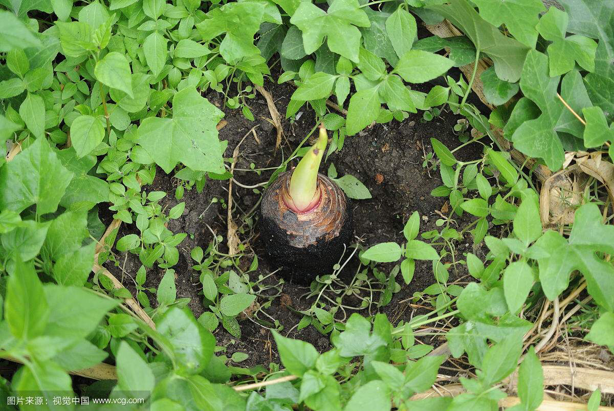 中药材野芋图片,中药材野芋叶