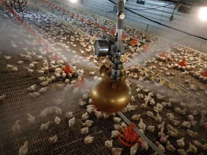 做了2677天兽医,解剖了数千只鸡,一篇文章详细教你防治气囊炎