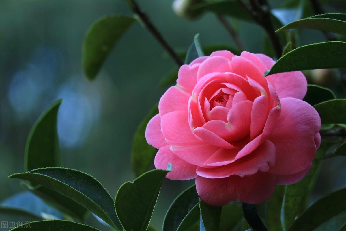 杜鹃山茶花养殖方法,香妃山茶花养殖方法