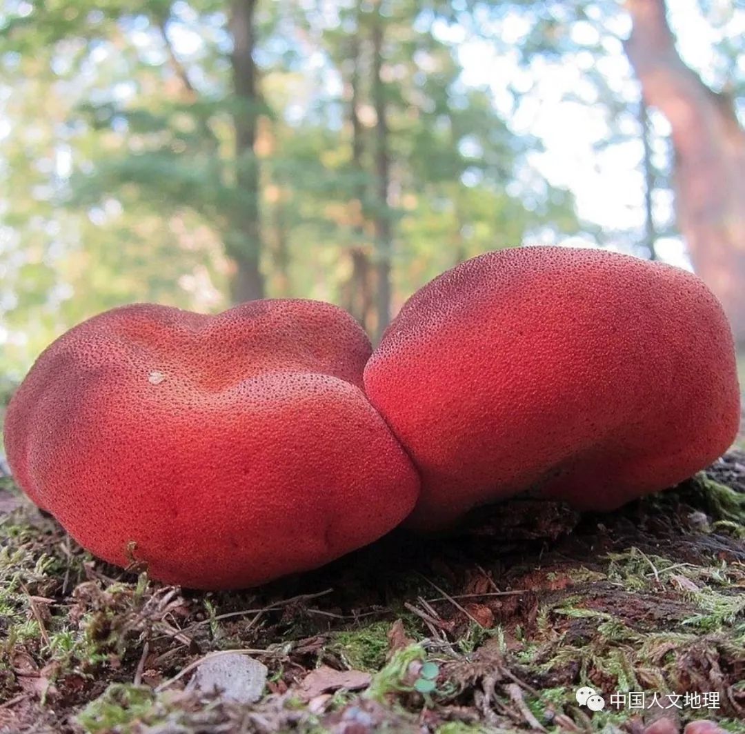 摄影彩色蘑菇,摄影师拍摄迷你蘑菇