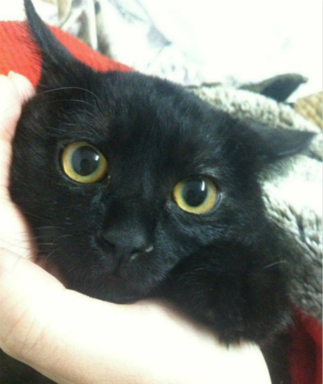 流浪猫如何在学校里生存的,流浪猫生活在学校