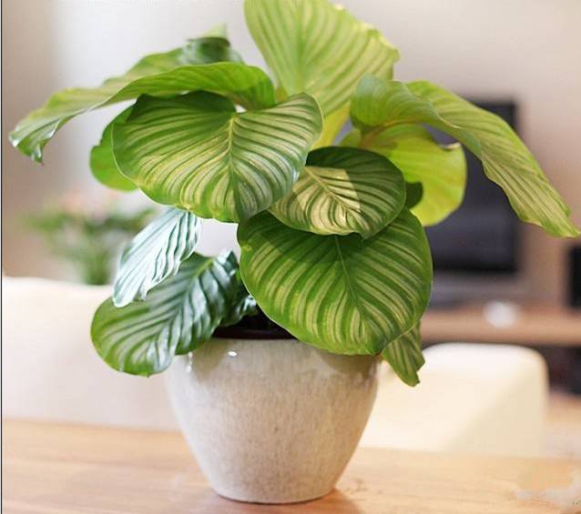 10种易养活的室内植物花,100种家庭花卉种植盆栽大全