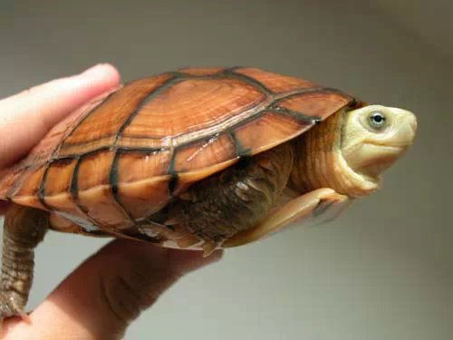 龟心依旧,黄喉拟水龟怎么养更好看