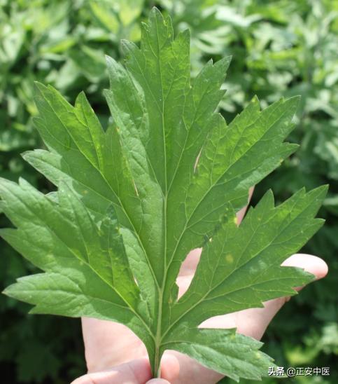 大寒做好2件事,散掉积攒了1年的寒气,把阳气养得足足的