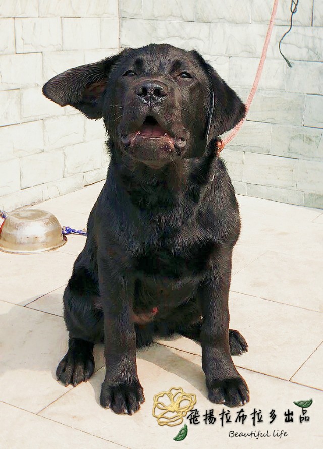 英系与美系金毛和拉布拉多,拉布拉多分为美系和德系英系