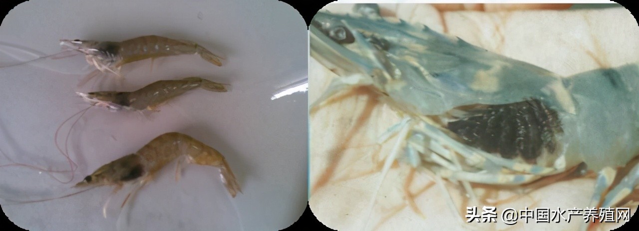 鱼病快速诊断与防病技术,鱼虾蟹病防治方法