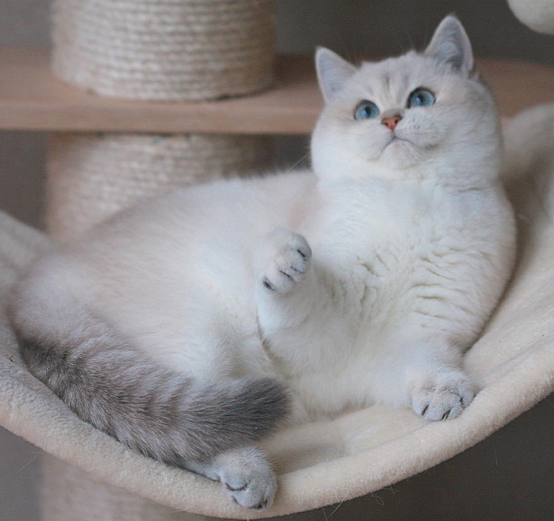 猫咪出现严重应激反应怎么治疗,猫咪出现厌食症状