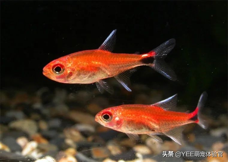 2公分迷你灯鱼,超级红魔鬼灯鱼品相