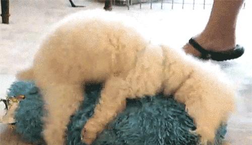 搞笑又可爱的狗子,萌到流鼻血宠物的搞笑可爱瞬间