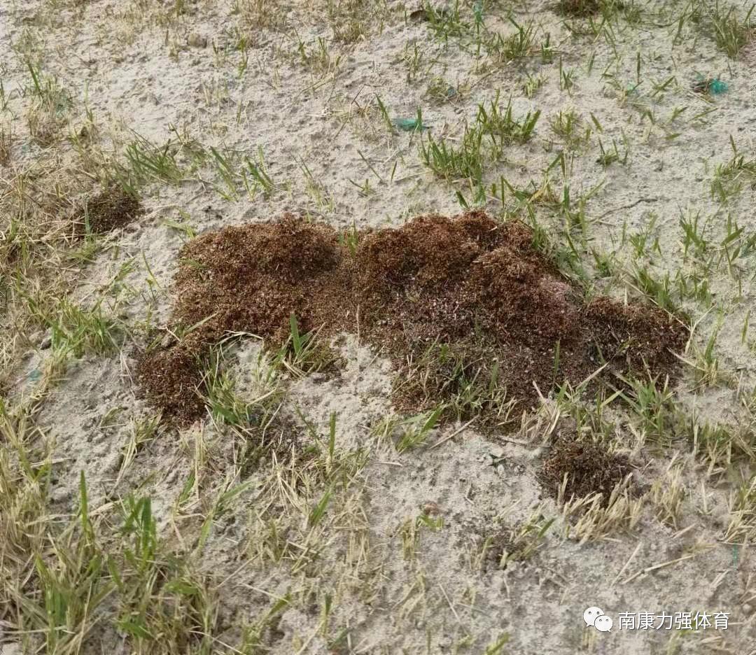 南康足球场建在哪里,深圳天然草坪足球场改造