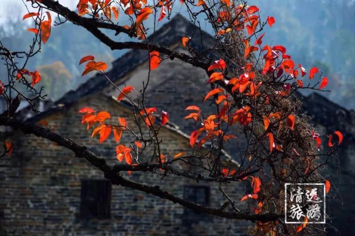 娓呰繙杩炲窞绾㈡灚,杩炲窞楂樺北绾㈡灚