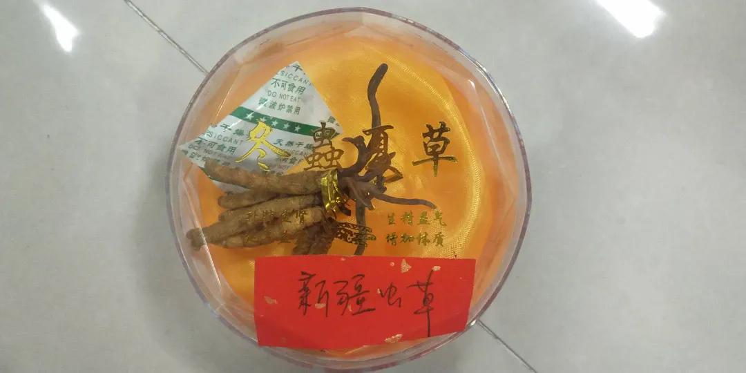 贵州虫草真虫草和伪虫草区别,西藏虫草跟青海虫草四川虫草辨别