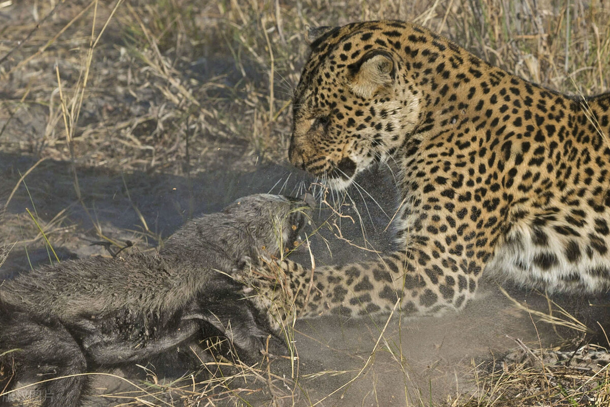 蜜獾为什么不怕各种大型肉食动物,了解真实动物界平头蜜獾