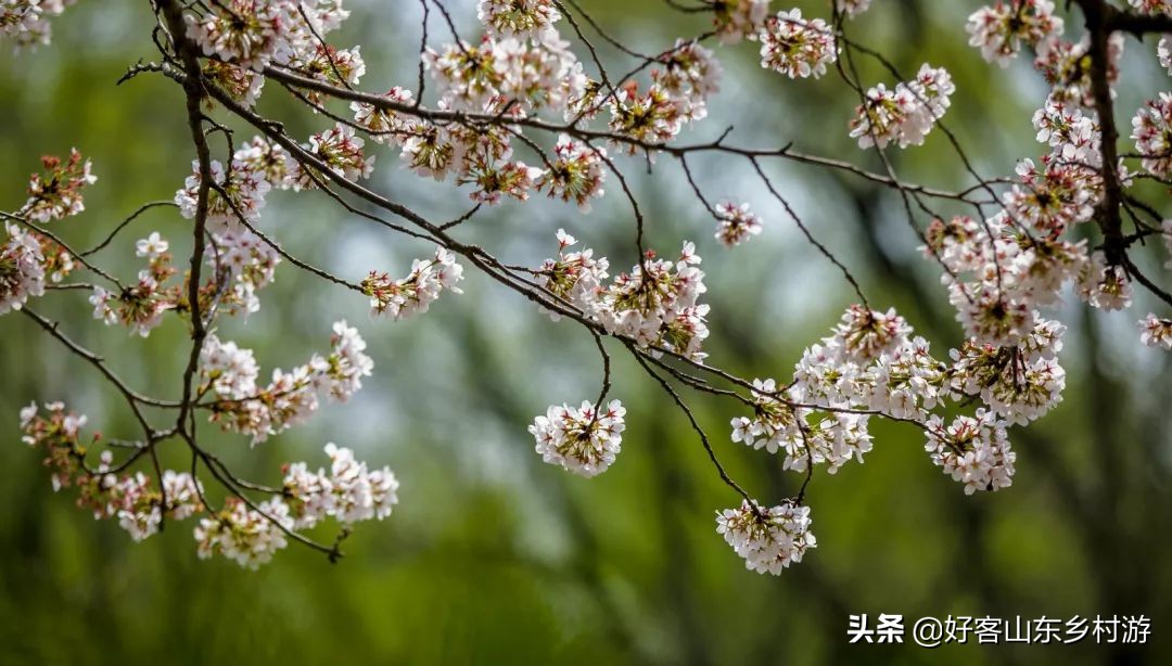 济南春季赏花自驾,济南踏青赏花新模式