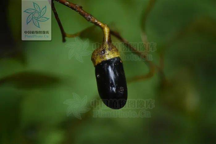 云南带毒的美食,云南带菌的美食