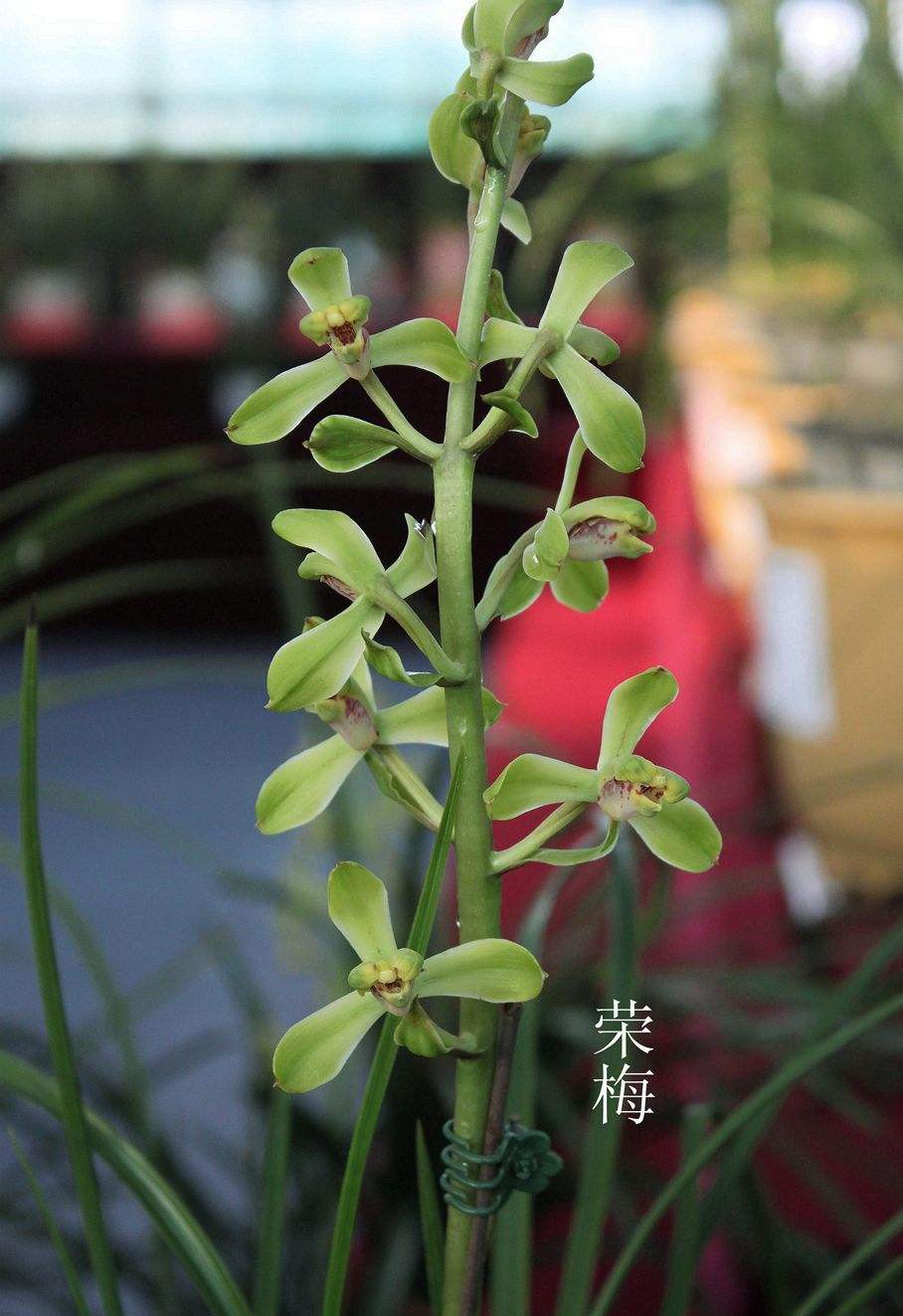 老八种蕙兰花品种,蕙兰新八种价格表