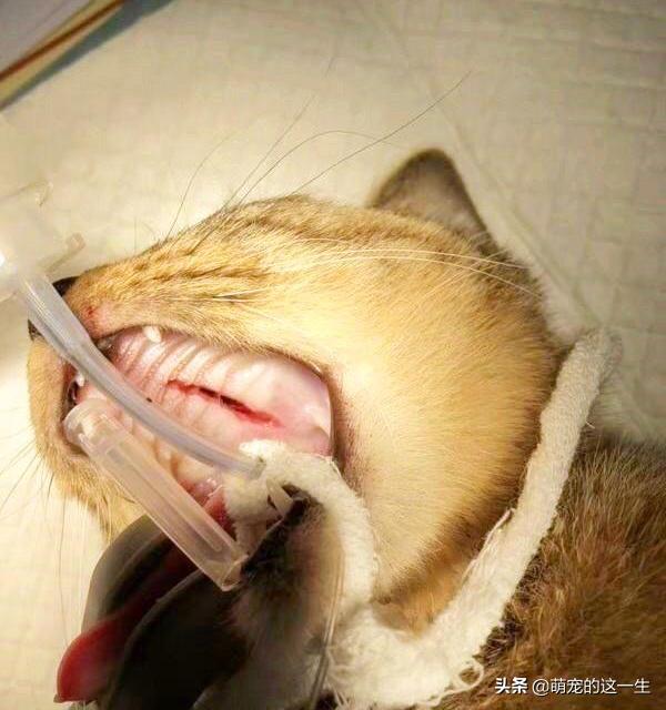 宠物猫意外坠楼,宠物医生救下坠楼猫咪