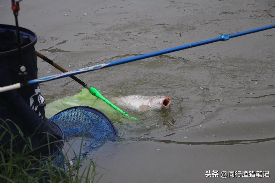 黑坑鱼塘撒化肥了,黑坑撒了化肥