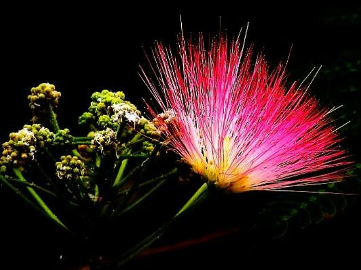 *欢合**花：花美叶美、有色有香的*欢合**花，管理与栽培