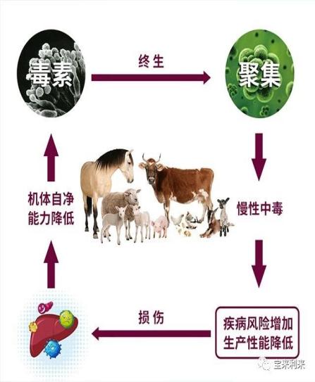 家禽养殖中如何避免霉菌毒素中毒,家禽饲料中霉菌毒素最高标准