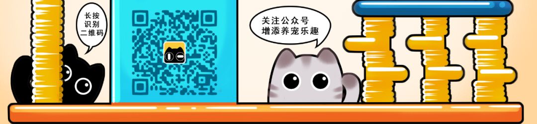 当猫咪剃了毛之后,春天猫咪剃了毛一直发抖