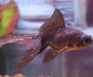 新手轻松养金鱼-白点病不用慌12天2个步骤看的见的效果