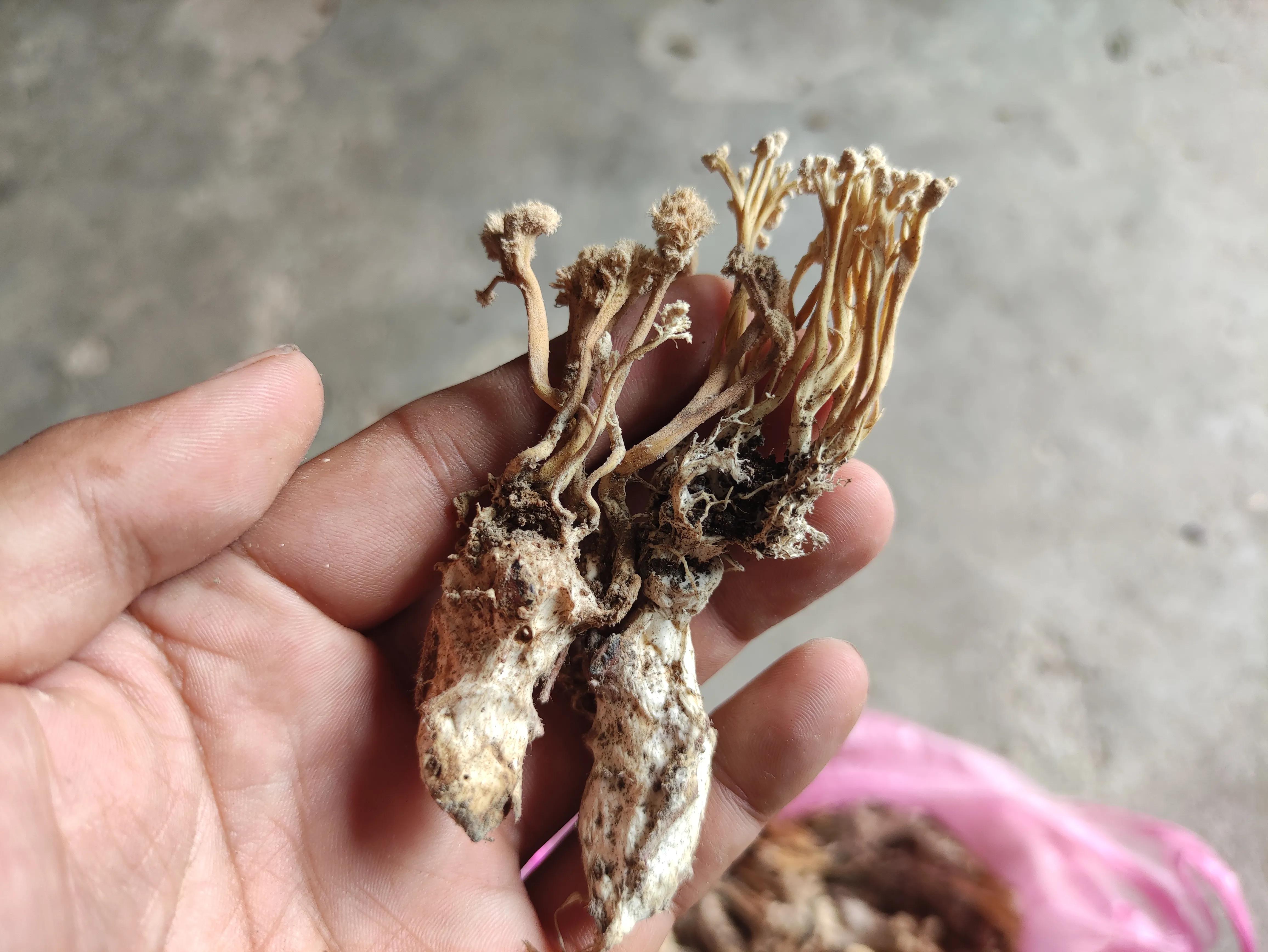 给大家展示一下什么叫做“金山药岭名茶地，竹海栗园水电乡”