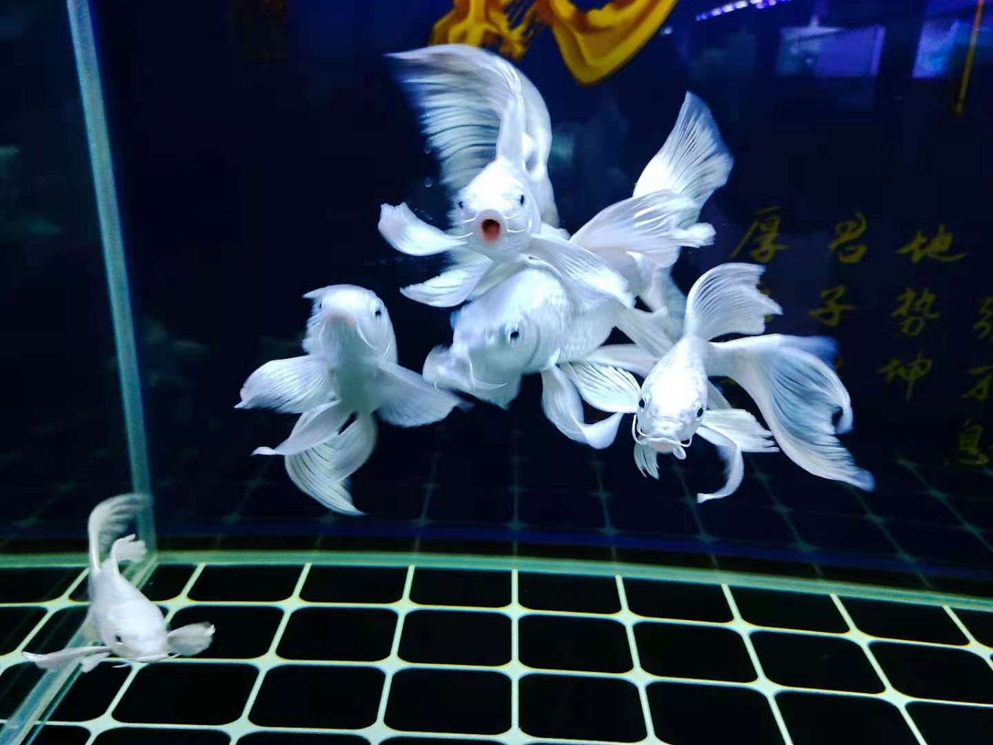 买鱼注意事项有哪些,新手买鱼的最佳配置