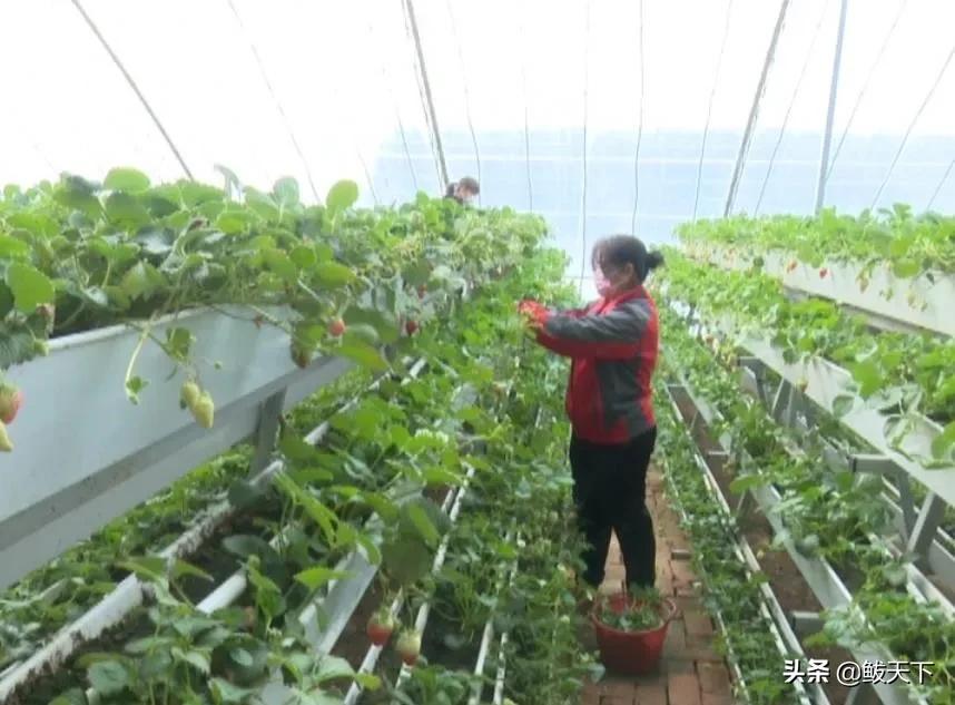 党员齐上阵抗疫保生产,沿滩党员干部奋战一线抗疫保春耕