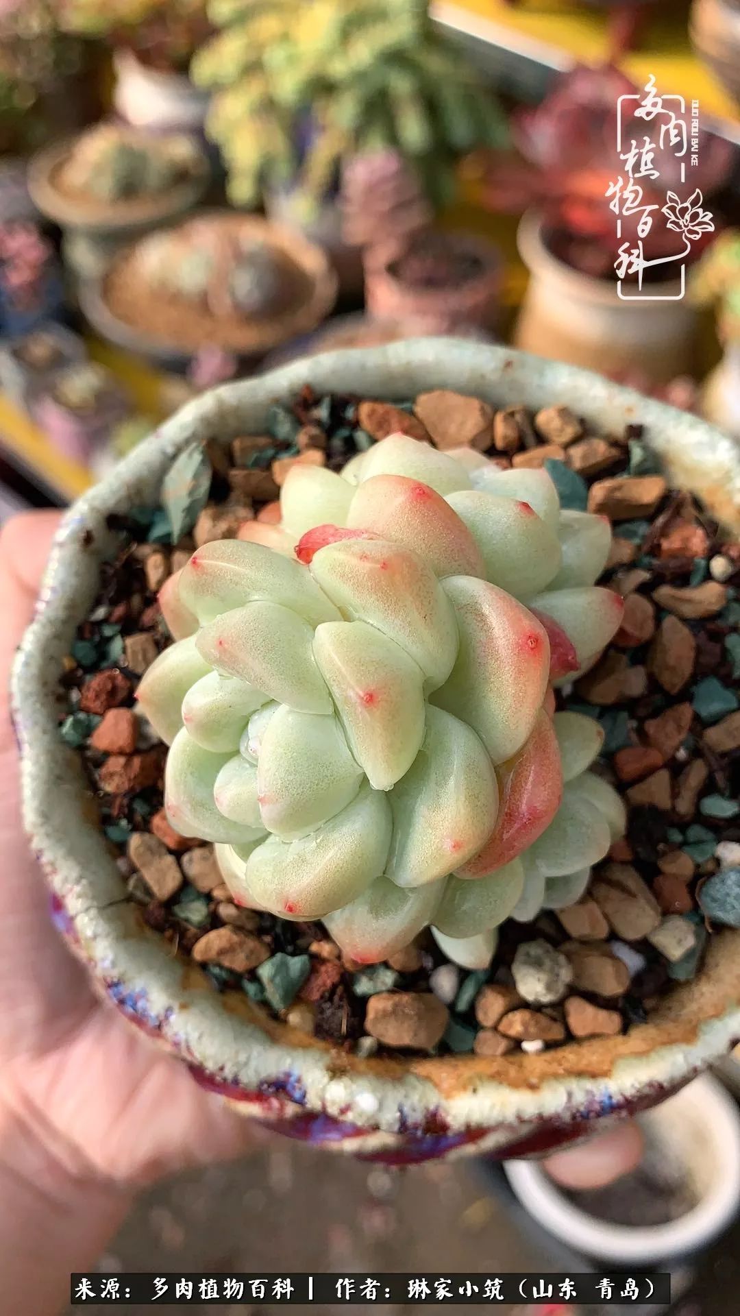 多肉冬季搬进屋里前需要浇水么,多肉过冬