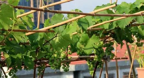 种菜有虫用什么杀虫剂,阳台种菜土里有虫子怎么消灭最快