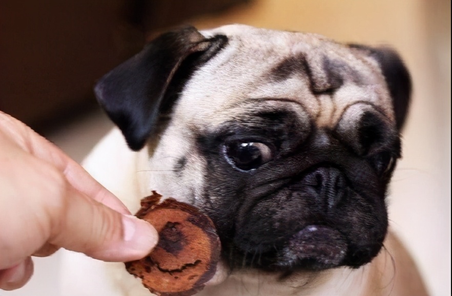 如何养好巴哥狗,养好巴哥