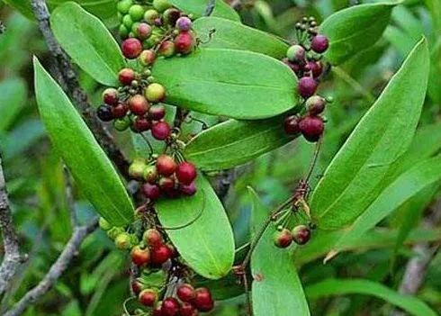 航天健康大讲堂——当药植园遇上二十四节气：“春分”之茯苓