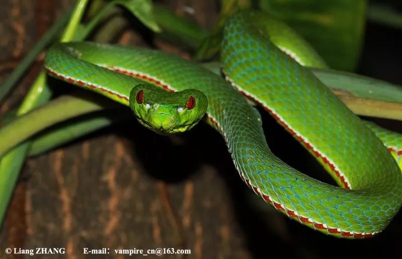 毒蛇的毒性分几种啊,毒蛇毒性排名榜