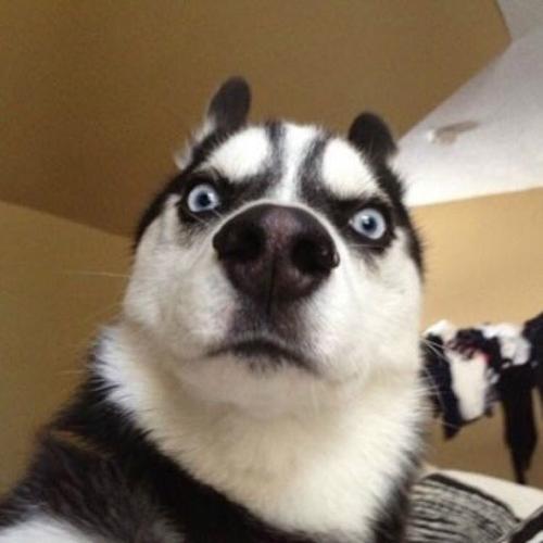 狗狗大便很细又小怎么治疗,狗狗的大便又软又臭怎么治