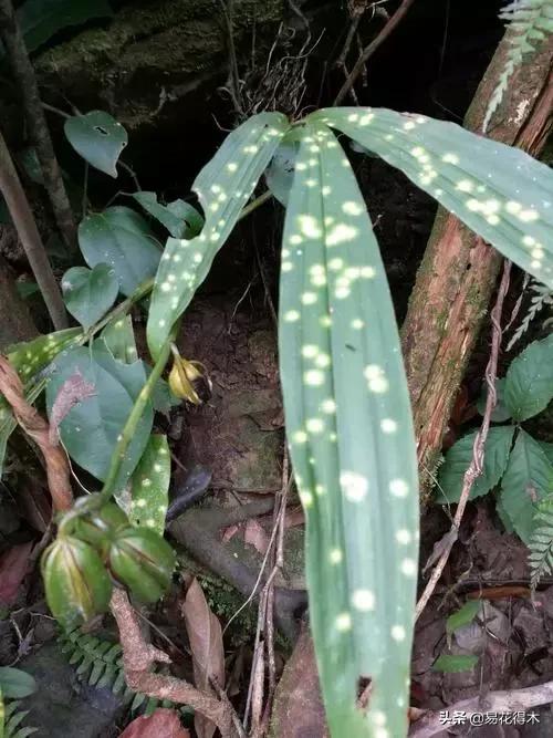 兰花推荐亭亭玉立的鹤顶兰,金斑鹤顶兰花