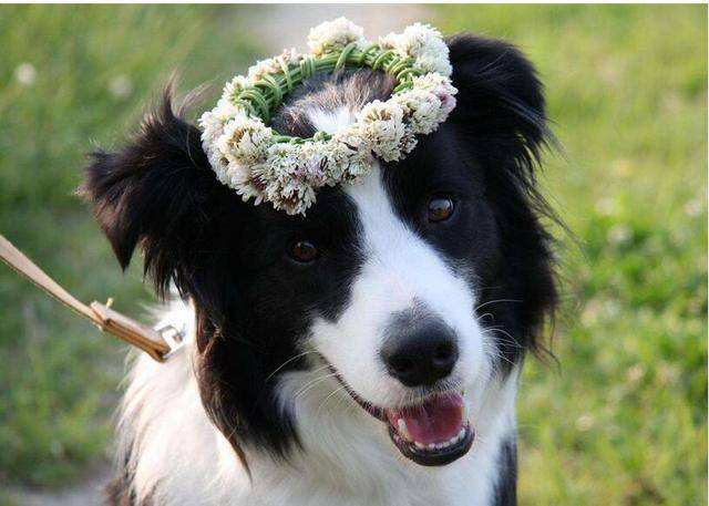 边境牧羊犬的优点和缺点,边境牧羊犬被誉为智商最高的犬