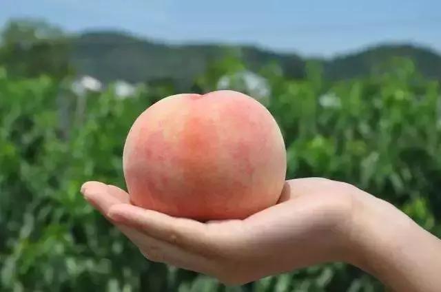 如何在网上购买阳山水蜜桃,阳山水蜜桃哪里买靠谱