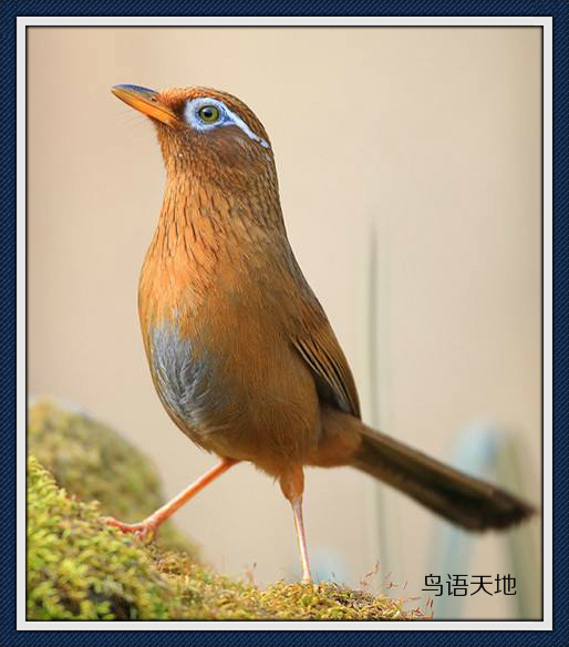 画眉鸟拉稀白屎,画眉鸟喂什么不拉稀